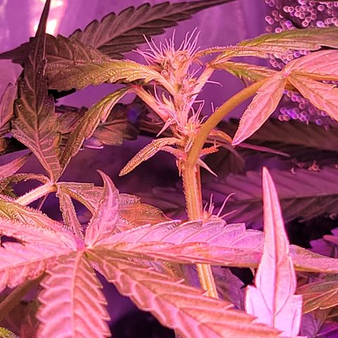 RoMelly growlog timeline photo