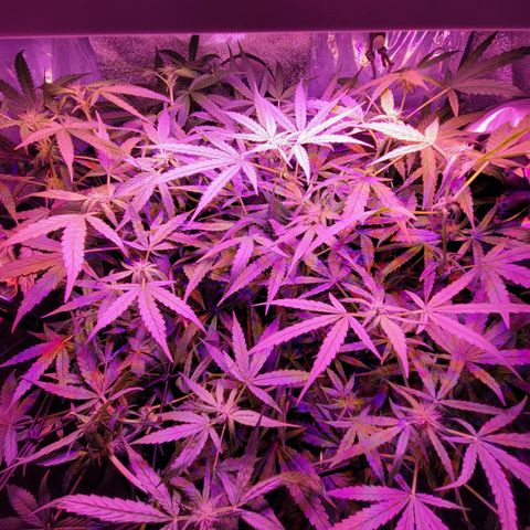 RoMelly growlog timeline photo