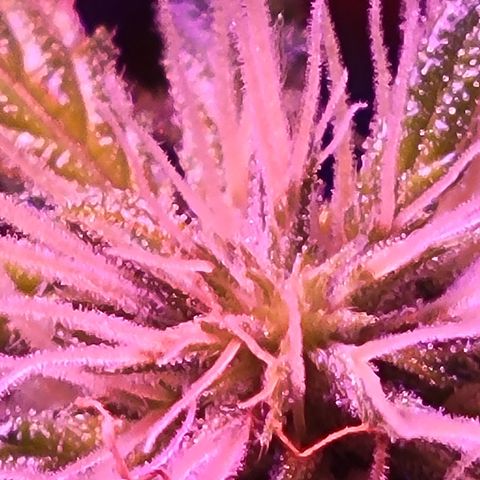 RoMelly growlog timeline photo
