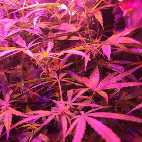 RoMelly growlog timeline photo