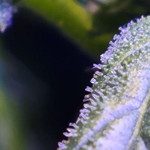 RoMelly growlog timeline photo
