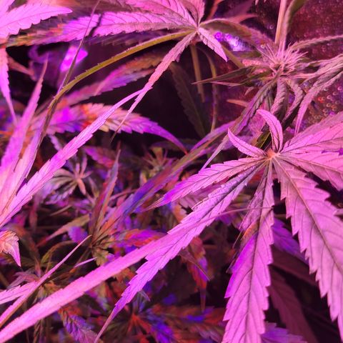 RoMelly growlog timeline photo