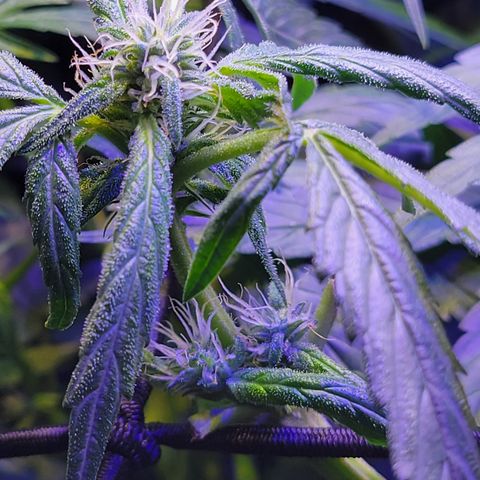RoMelly growlog timeline photo