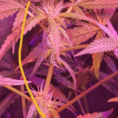 RoMelly growlog timeline photo