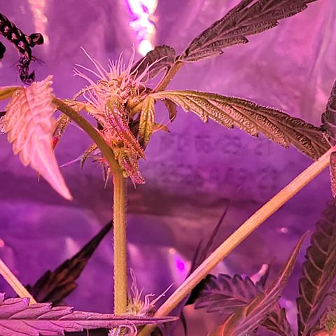 RoMelly growlog timeline photo