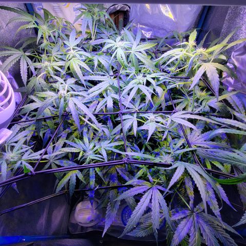 RoMelly growlog timeline photo