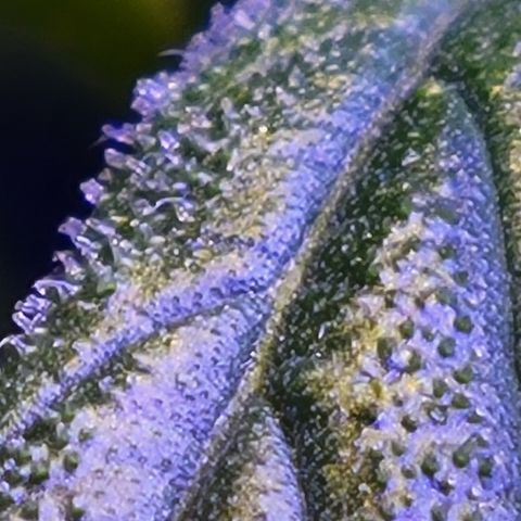 RoMelly growlog timeline photo