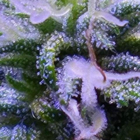 RoMelly growlog timeline photo