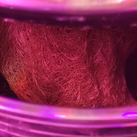 RoMelly growlog timeline photo