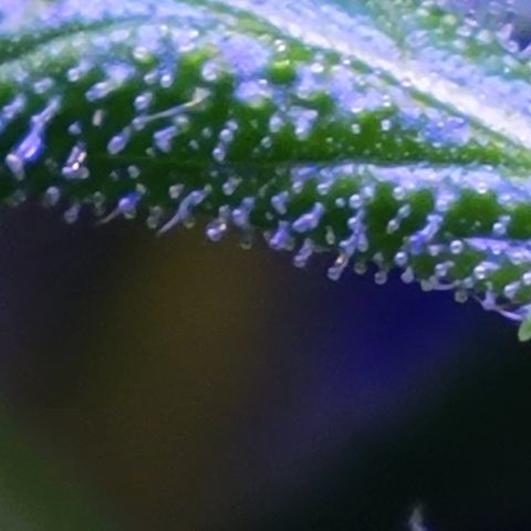 RoMelly growlog timeline photo