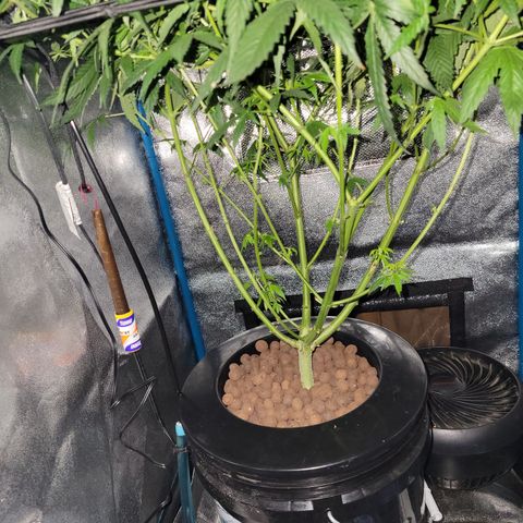RoMelly growlog timeline photo