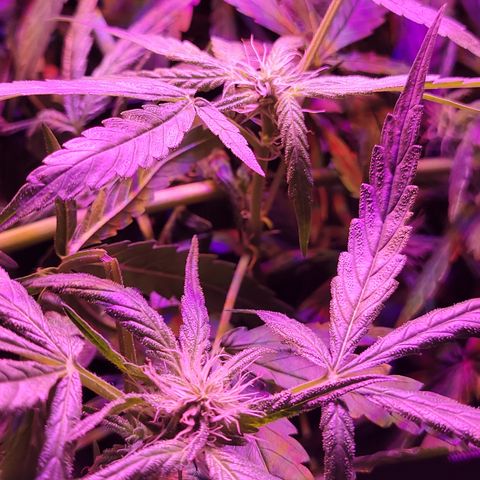 RoMelly growlog timeline photo