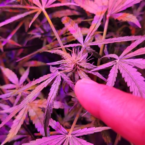 RoMelly growlog timeline photo