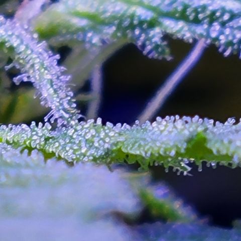 RoMelly growlog timeline photo