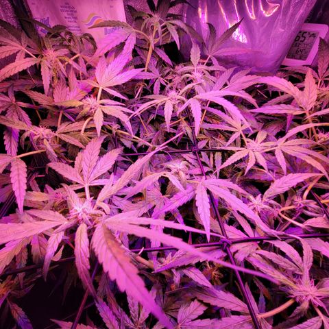 RoMelly growlog timeline photo