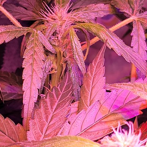 RoMelly growlog timeline photo