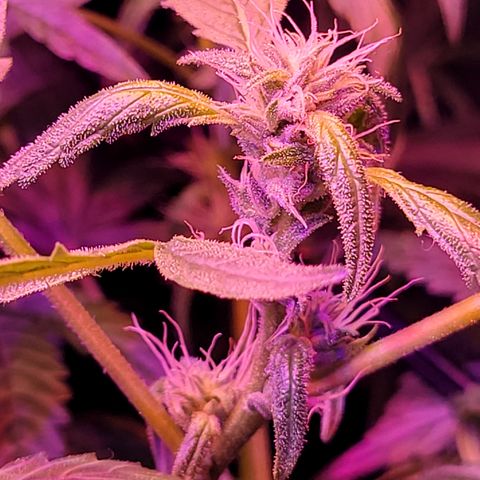 RoMelly growlog timeline photo