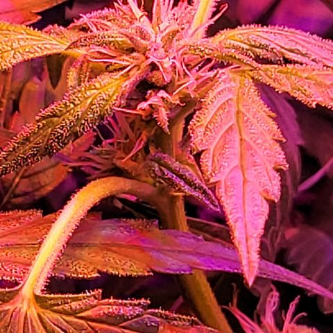 RoMelly growlog timeline photo