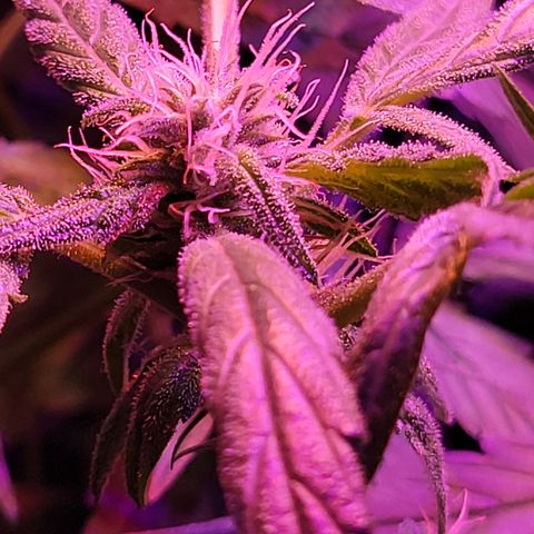 RoMelly growlog timeline photo