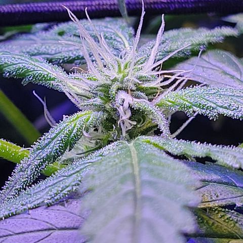 RoMelly growlog timeline photo