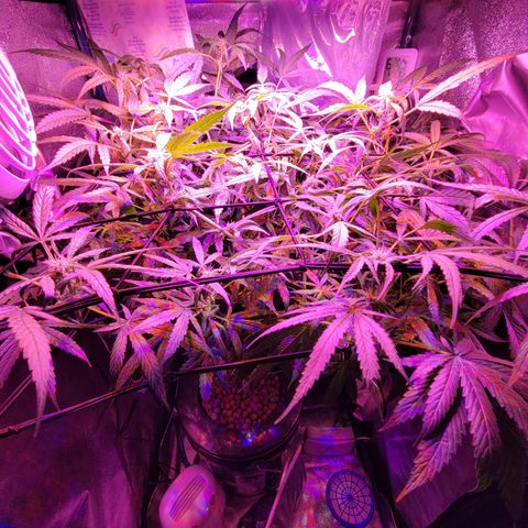 RoMelly growlog timeline photo