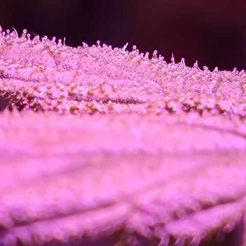 RoMelly growlog timeline photo