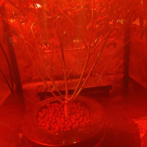 RoMelly growlog timeline photo