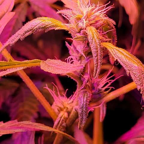 RoMelly growlog timeline photo