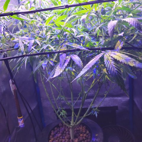 RoMelly growlog timeline photo