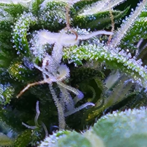 RoMelly growlog timeline photo