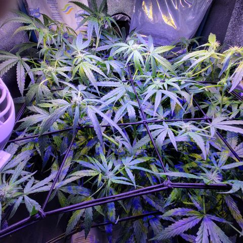 RoMelly growlog timeline photo