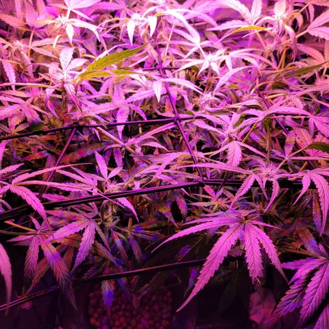 RoMelly growlog timeline photo