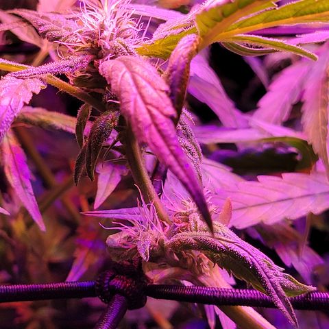RoMelly growlog timeline photo