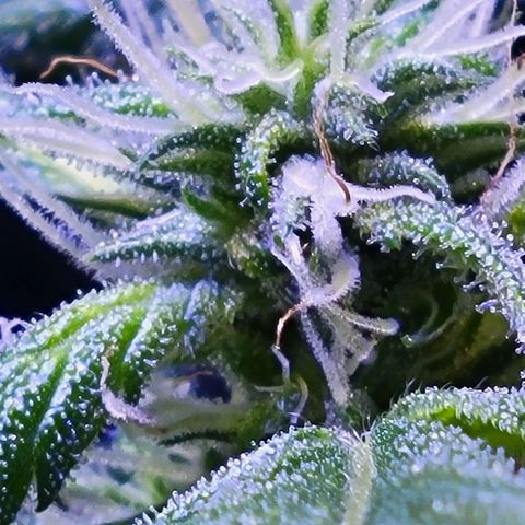 RoMelly growlog timeline photo