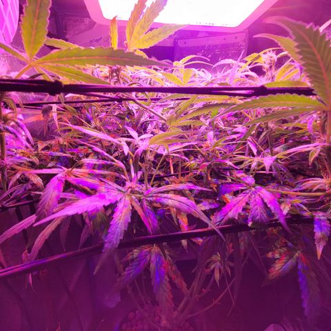 RoMelly growlog timeline photo