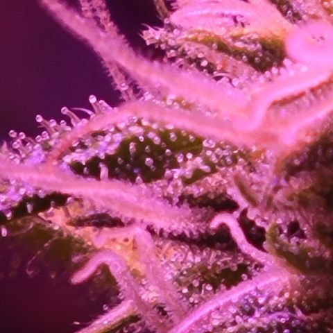 RoMelly growlog timeline photo
