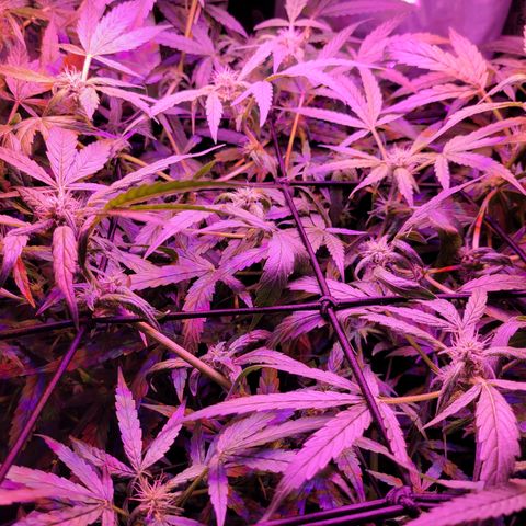 RoMelly growlog timeline photo