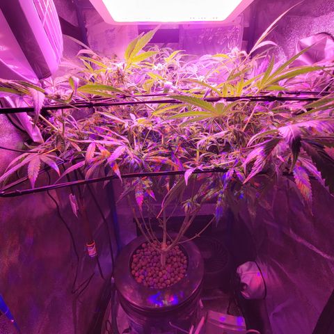 RoMelly growlog timeline photo