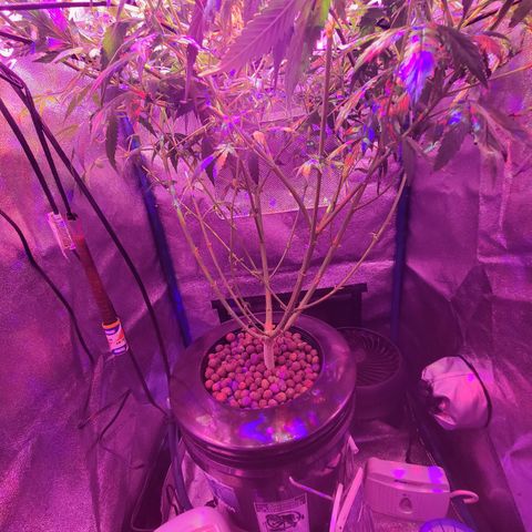 RoMelly growlog timeline photo