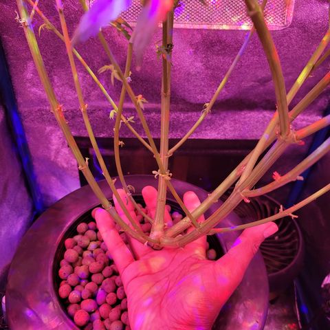 RoMelly growlog timeline photo