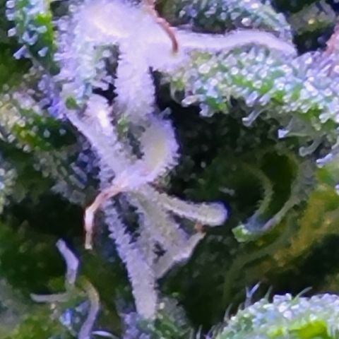 RoMelly growlog timeline photo