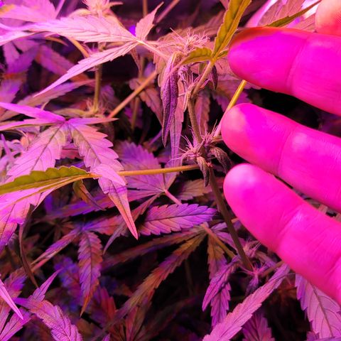 RoMelly growlog timeline photo
