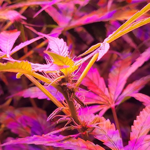 RoMelly growlog timeline photo