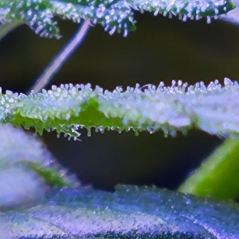 RoMelly growlog timeline photo