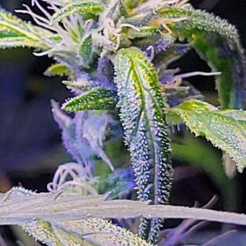 RoMelly growlog timeline photo