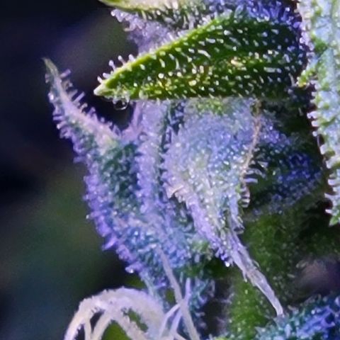 RoMelly growlog timeline photo