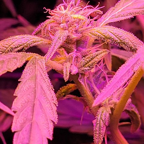 RoMelly growlog timeline photo