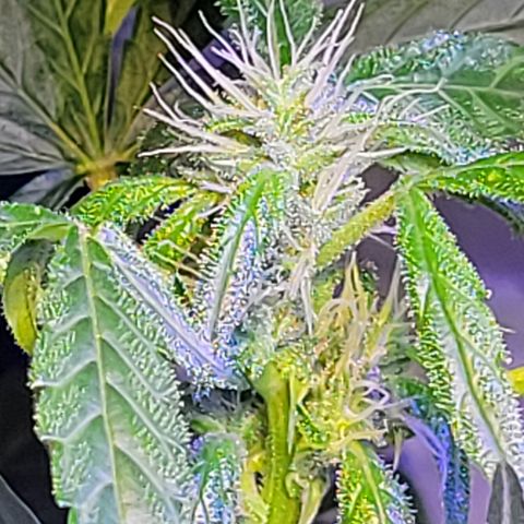 RoMelly growlog timeline photo