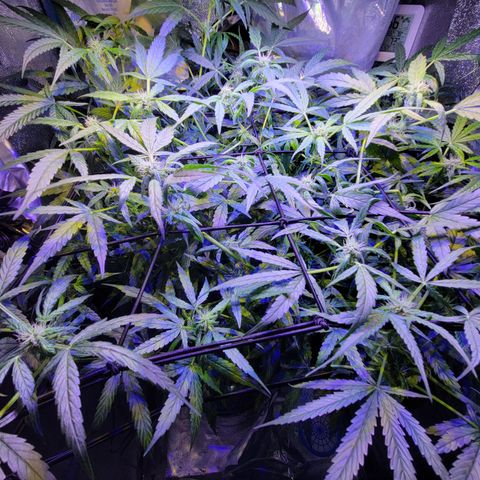 RoMelly growlog timeline photo
