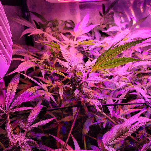 RoMelly growlog timeline photo